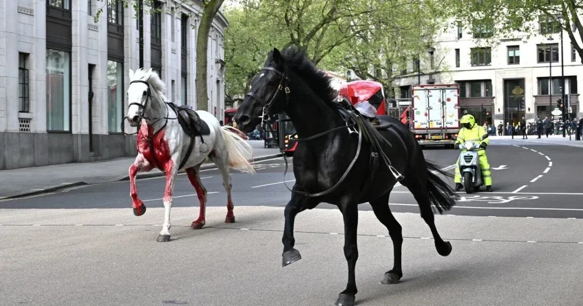 Elszabadult öt ló London belvárosában, a hadsereg segítségével fogták be őket