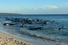 140 gömbölyűfejű delfin életéért küzdenek az ausztrál partoknál