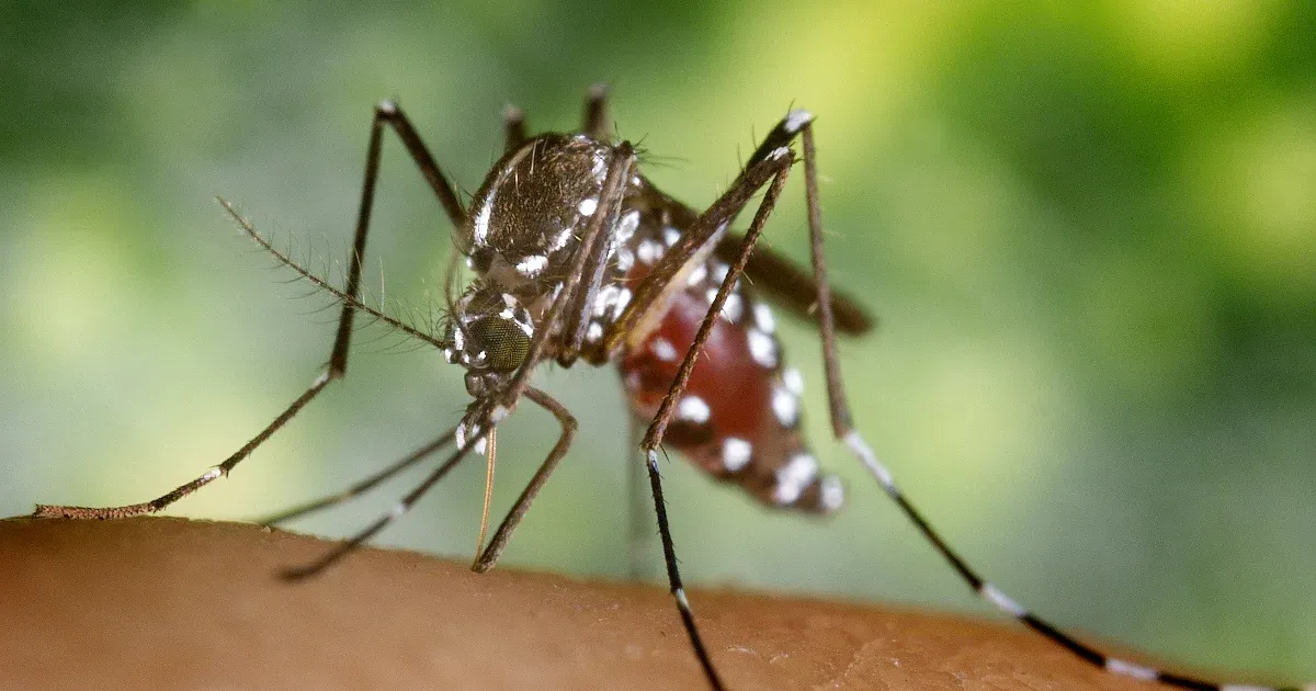 Európának fel kell készülnie a trópusi szúnyogok által okozott járványok meredek felfutására