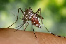 Európának fel kell készülnie a trópusi szúnyogok által okozott járványok meredek felfutására