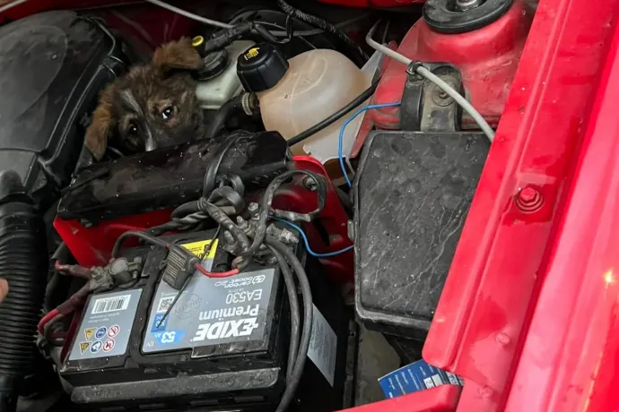 Több mint 100 kilométert utazott a motorháztető alatt egy kiskutya