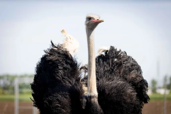 Jó hír minden strucc- és emutartónak: 5 milliárd forintos támogatást is kaphatnak