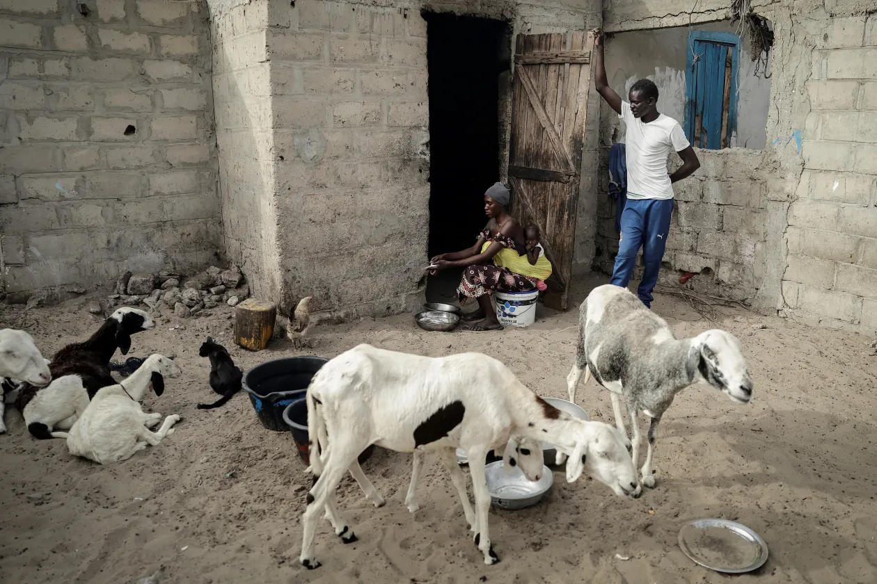 Az Mbaye család otthona, ahol a szülőkkel és rokonokkal laknak együtt, illetve kecskéik – Fotó: Zohra Bensemra / Reuters