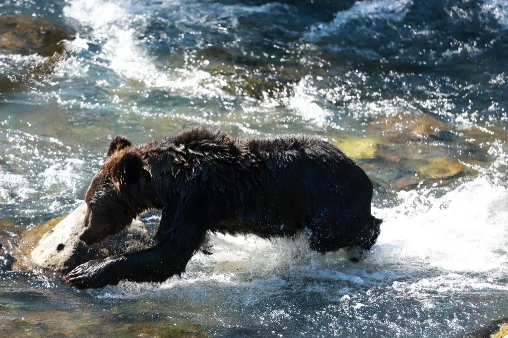 Mesterséges intelligenciával védekeznének a medvetámadások ellen Japánban