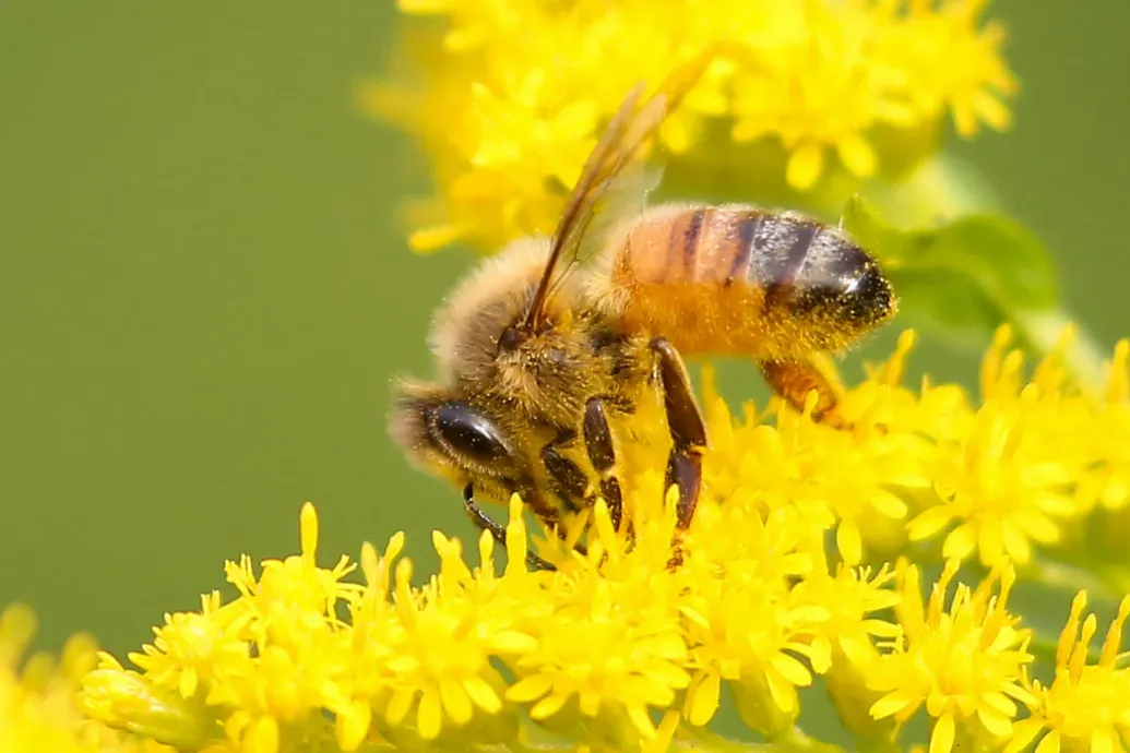 Szörnyek jelenlétét érezte a kislány a falban, de csak 60 ezer méh volt az