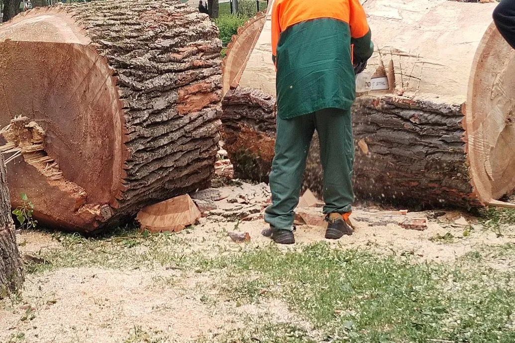 A Ligetvédők szerint egészséges, a Főkert szerint viszont balesetveszélyes fákat vágtak ki a Városligetben