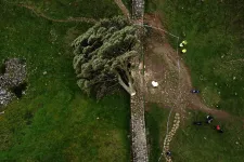 Kivágták a világ egyik leghíresebb fáját, most vádat emeltek ellenük
