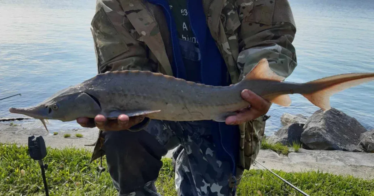 Újabb idegenhonos halat találtak a Balatonban, azt kérik a horgászoktól, hogy ne dobják vissza a tóba