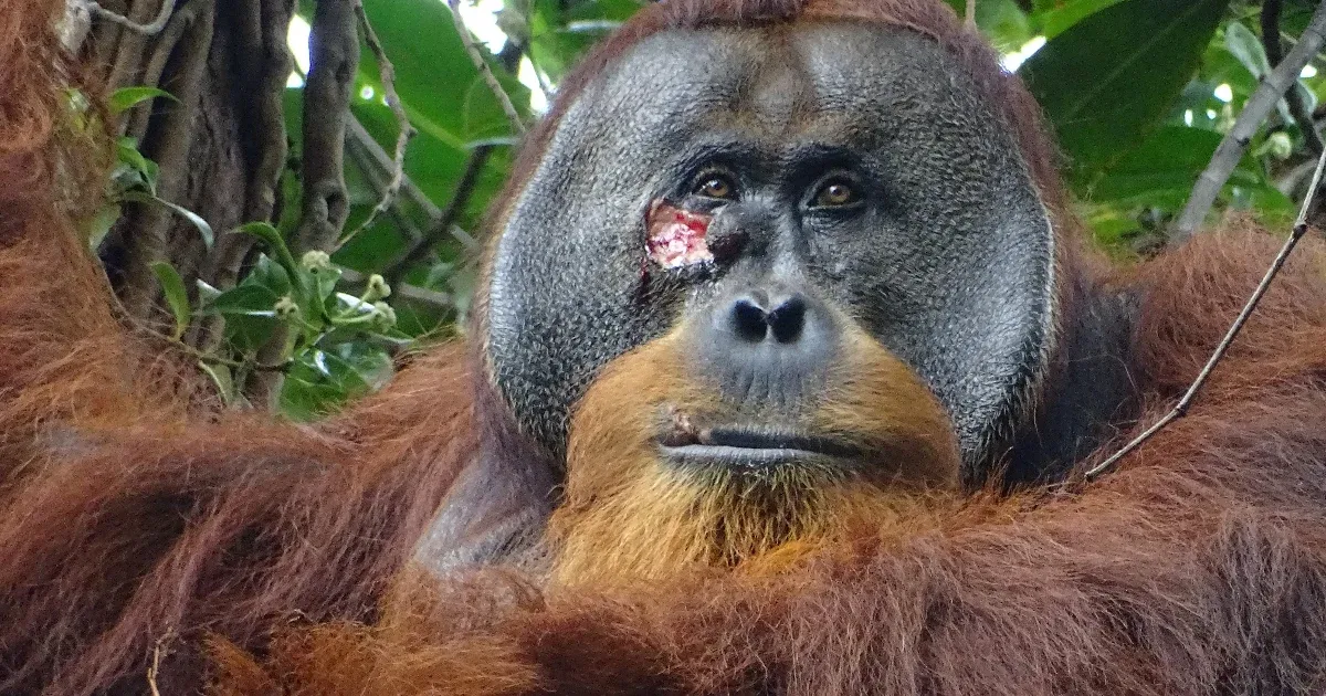 The orangutan treated his wound with a pain-killing plant