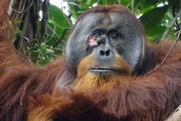Fájdalomcsillapító növénnyel kezelte a sebét egy orángután