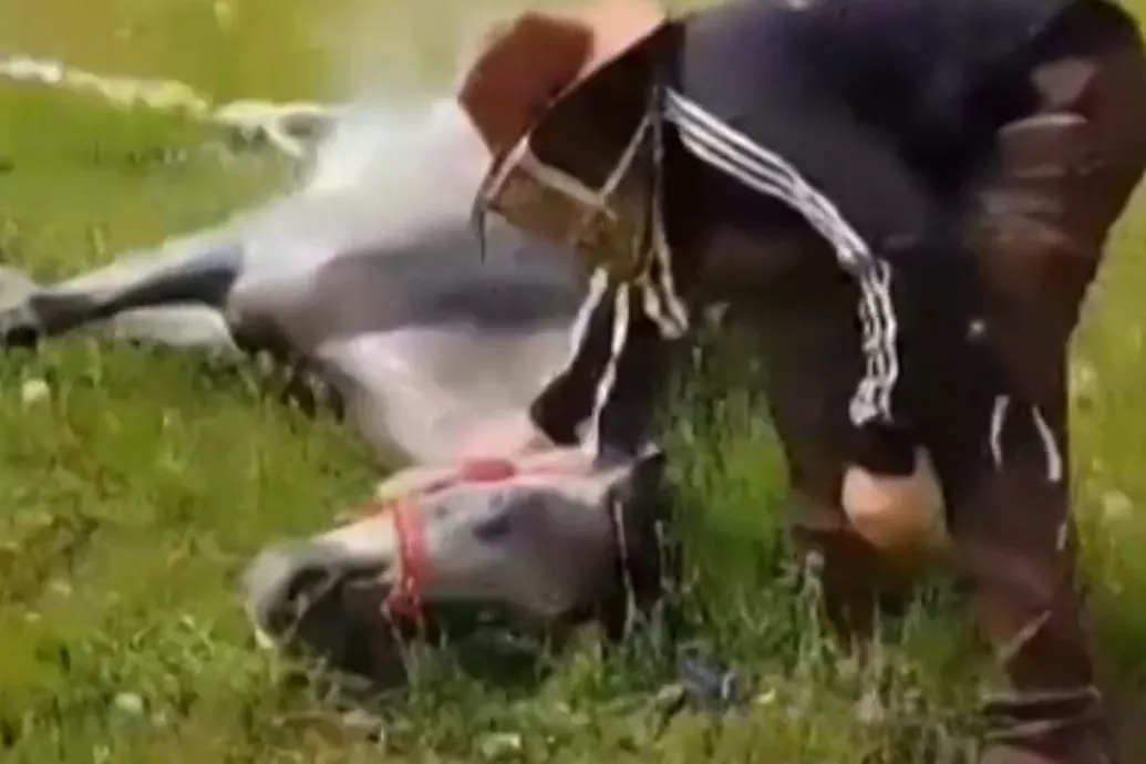 Három lovat csíptek halálra méhek Ivánban