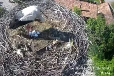 Kikeltek az első kis gólyák a magyafenesi gólyafészekben