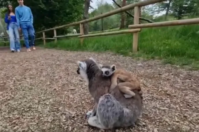 A látogatók között járkáló, cuki gyűrűsfarkú makikról posztolt videót a Marosvásárhelyi Állatkert