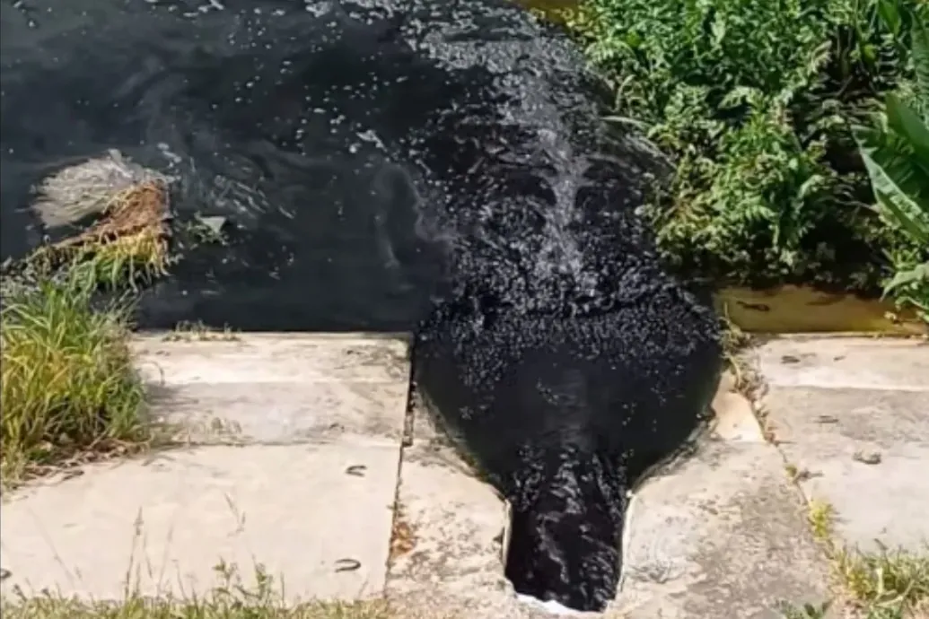 Koromfeketére változtatta a Tápió vízét egy szennyeződés Tápiószentmártonnál