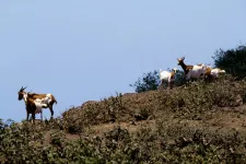 150 ezer kecskét irtottak ki mesterlövészek helikopterekről, hogy megmentsék a galápagosi óriásteknőst