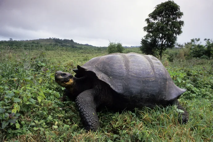 Oriásteknős a Galápagos-szigeteken – Fotó: Wolfgang Kaehler / LightRocket / Getty Images