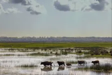 WWF: Az agrártámogatások károsak mind a Duna-delta élővilágára, mind az ott lakó közösségekre nézve