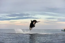 Rejtély, hogy a kardszárnyú delfinek miért süllyesztenek el hajókat