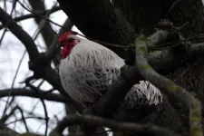 Elpusztult Sanyi, Békéscsaba betegre rugdosott közkakasa