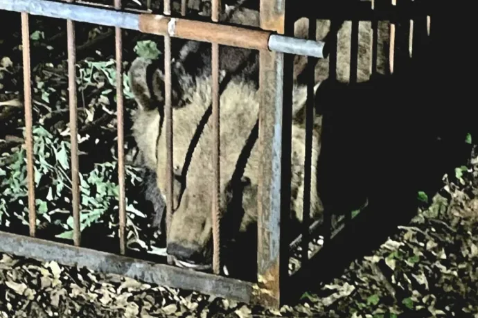 Marosvásárhelyen befogtak egy medvét, Csíkszeredában hármat is kilőttek