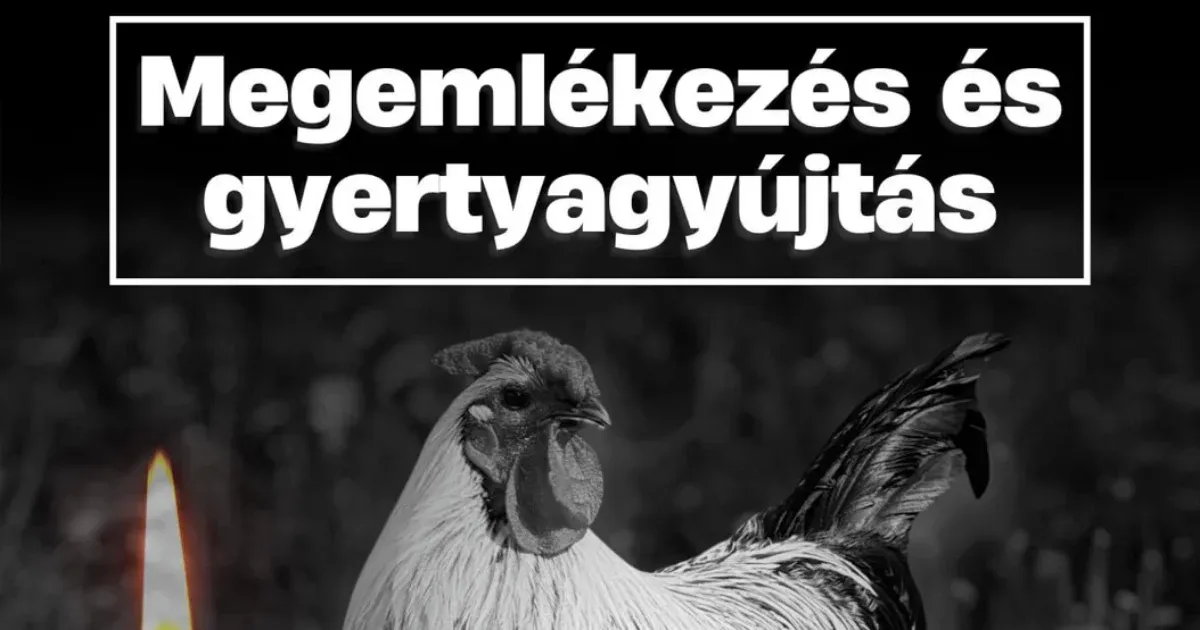 Gyertyagyújtással emlékeznek meg Sanyiról, Békéscsaba halálra rugdosott közkakasáról