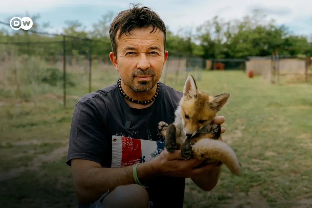 „Ma Magyarországon rókát menteni nem lehetne” – mégis erre tette fel az életét