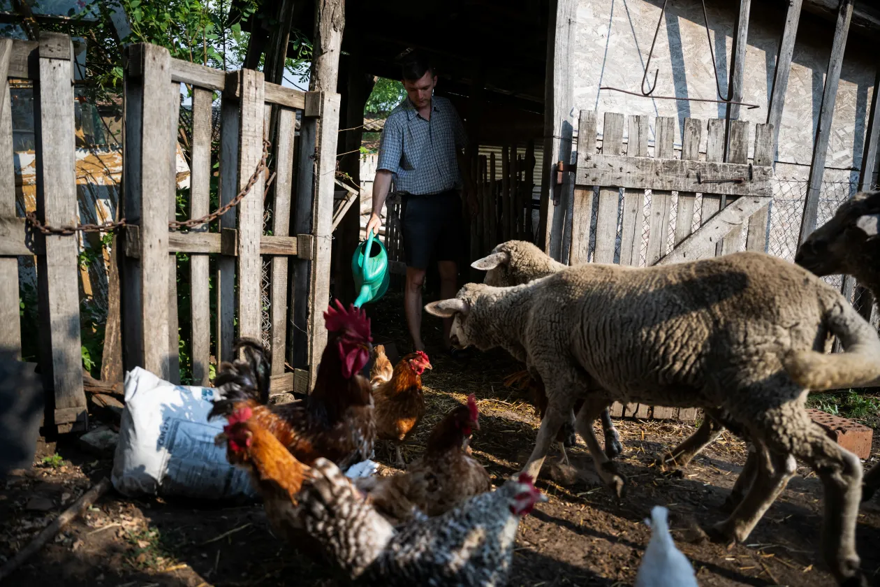 Mihály Pogány feeds the animals, while his wife Petra gathers the eggs on their farm in July 2023 – Photo: Márton Mónus / Reuters