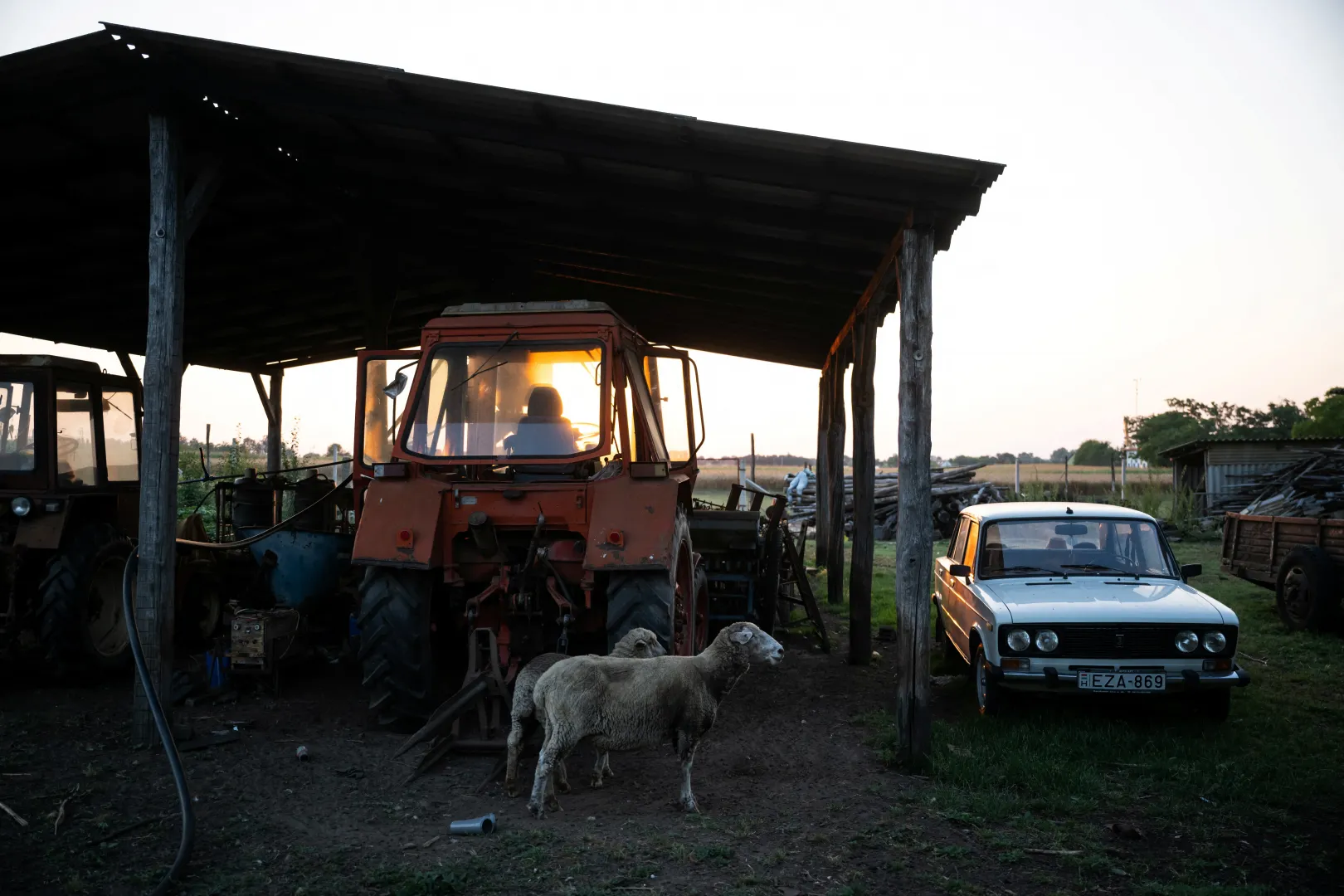 Sheep at the Pogány family's farm – Photo: Márton Mónus / Reuters