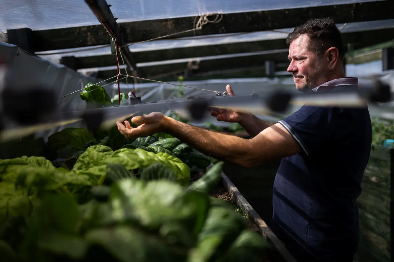 Gabi Varga feeds the chickens at her Nagyberény farm in March 2024, while her husband Ákos Varga checks the lighting above the vegetables in the polytunnel. Ákos and Gabi longed for a life with more freedom and moved to Nagyberény after selling their business – Photo: Márton Mónus / Reuters