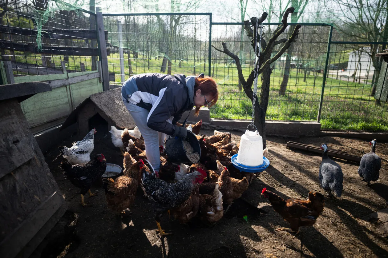 Gabi Varga feeds the chickens at her Nagyberény farm in March 2024, while her husband Ákos Varga checks the lighting above the vegetables in the polytunnel. Ákos and Gabi longed for a life with more freedom and moved to Nagyberény after selling their business – Photo: Márton Mónus / Reuters