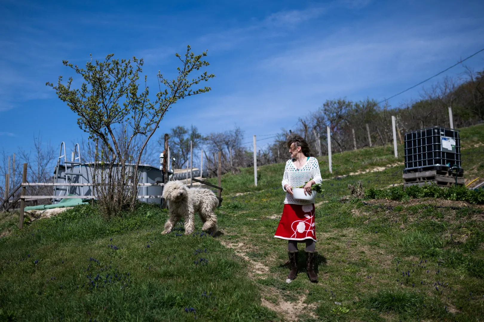 Emő Ambrus raccoglie la lattuga per il pranzo presso la fattoria di Ákos Varga a Nagyberény.  Sia Varga che Emő sono membri di una comunità autosufficiente di vicini che condividono i loro prodotti tra loro.  Foto: Marton Monus / Reuters