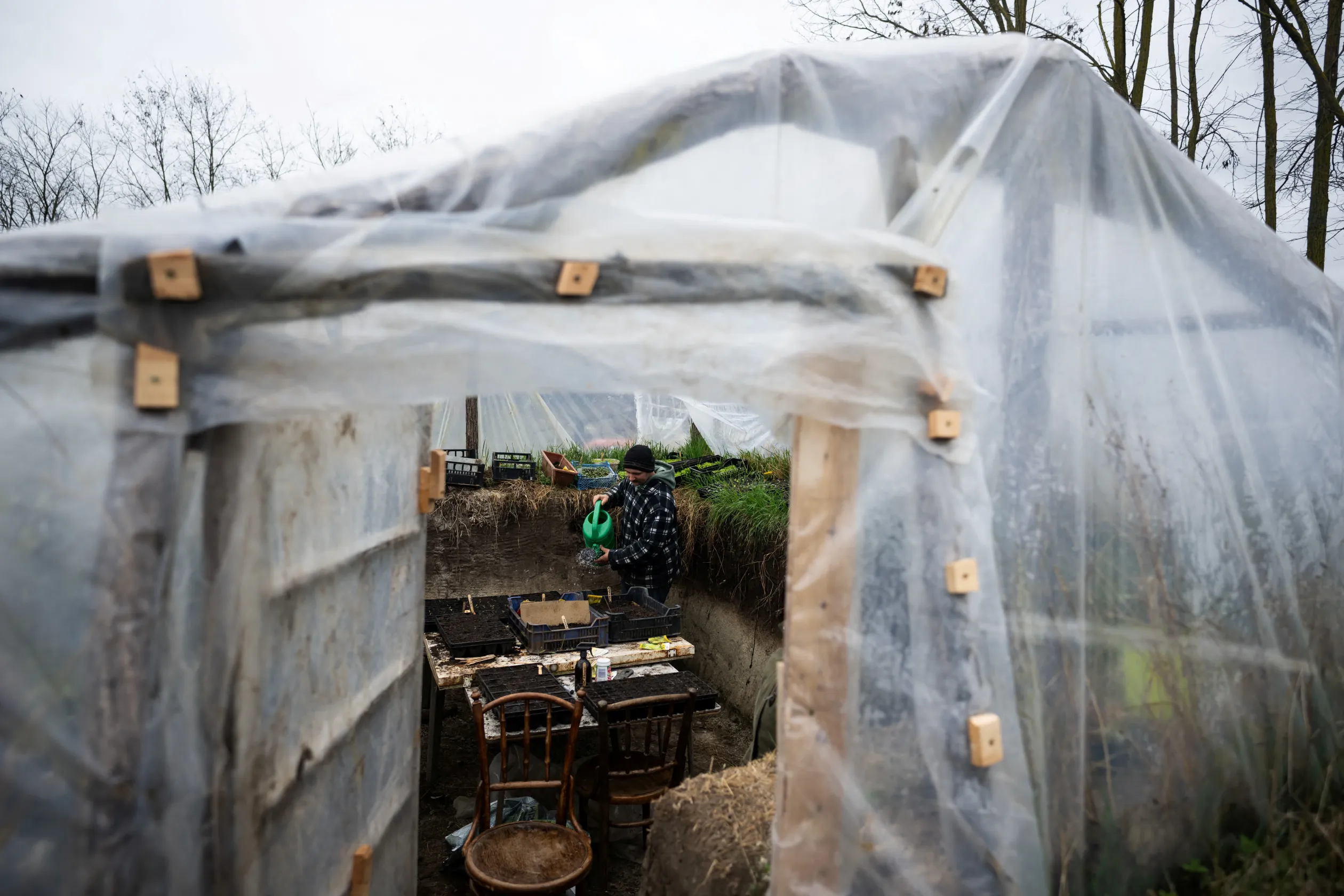 László Kemencei waters the plants in the polytunnel at his farm near Ladánybene in March 2023 – Photo: Márton Mónus / Reuters