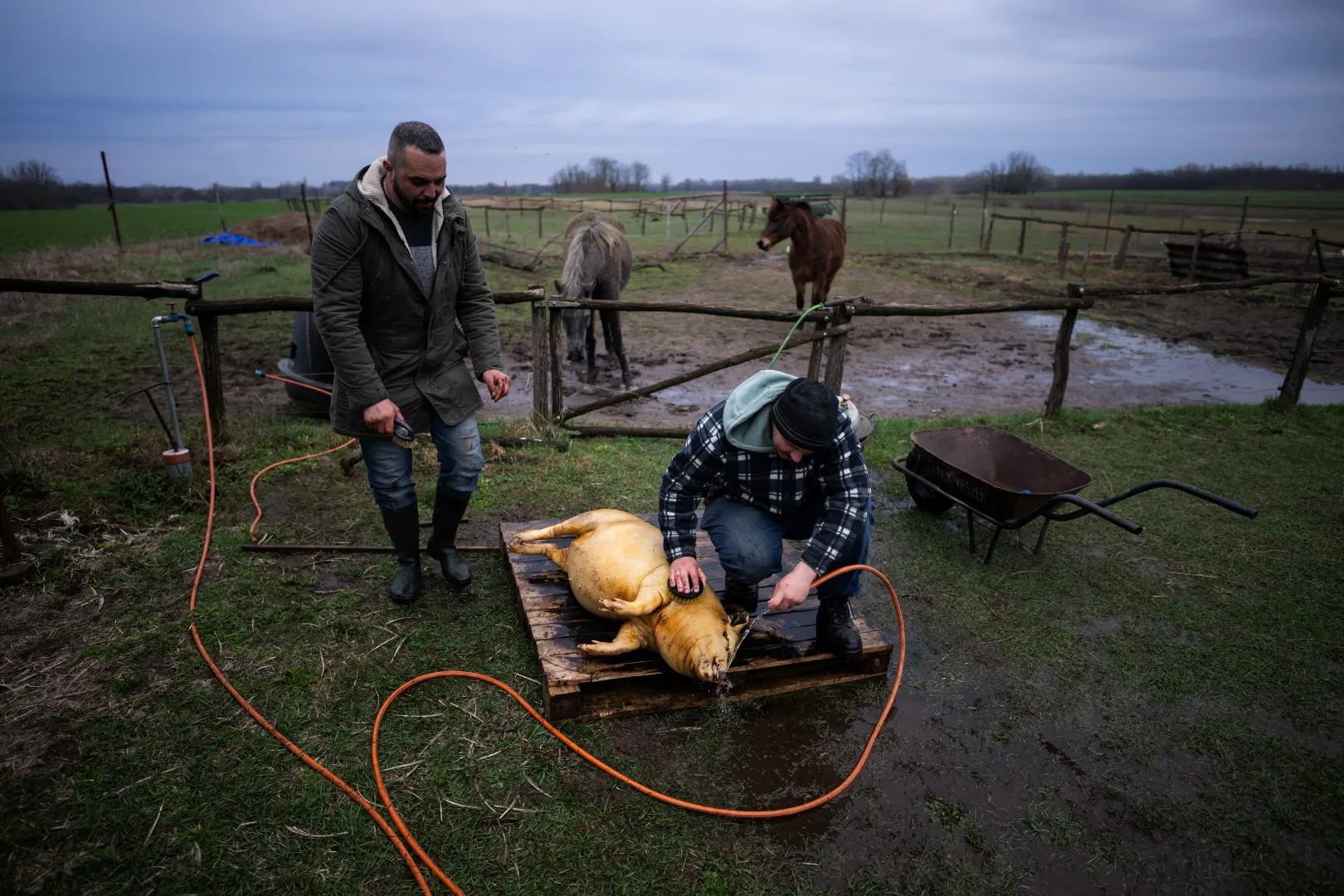 László Kemencei e Krisztián Kisjuhász durante l'uccisione di un maiale – Foto: Márton Mónus / Reuters