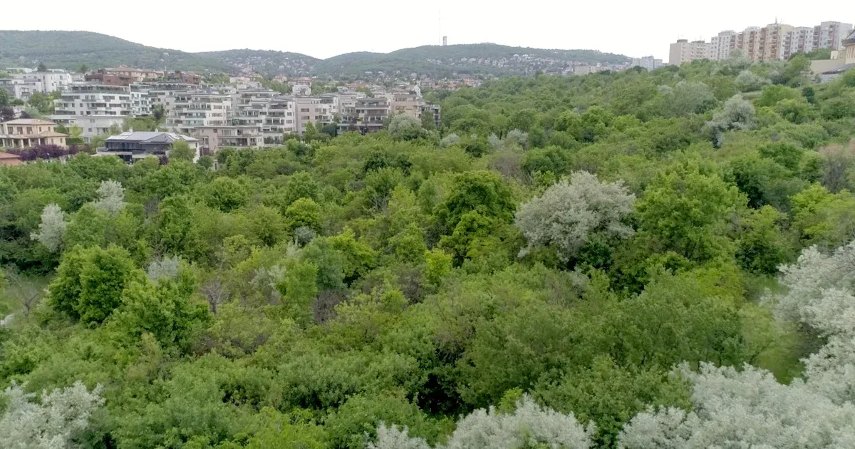 Októbertől közpark státusza védi meg a beépítéstől a Hosszúrét lakóparkmentes részét