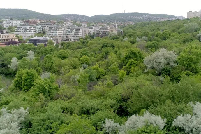 Októbertől közpark státusza védi meg a beépítéstől a Hosszúrét lakóparkmentes részét