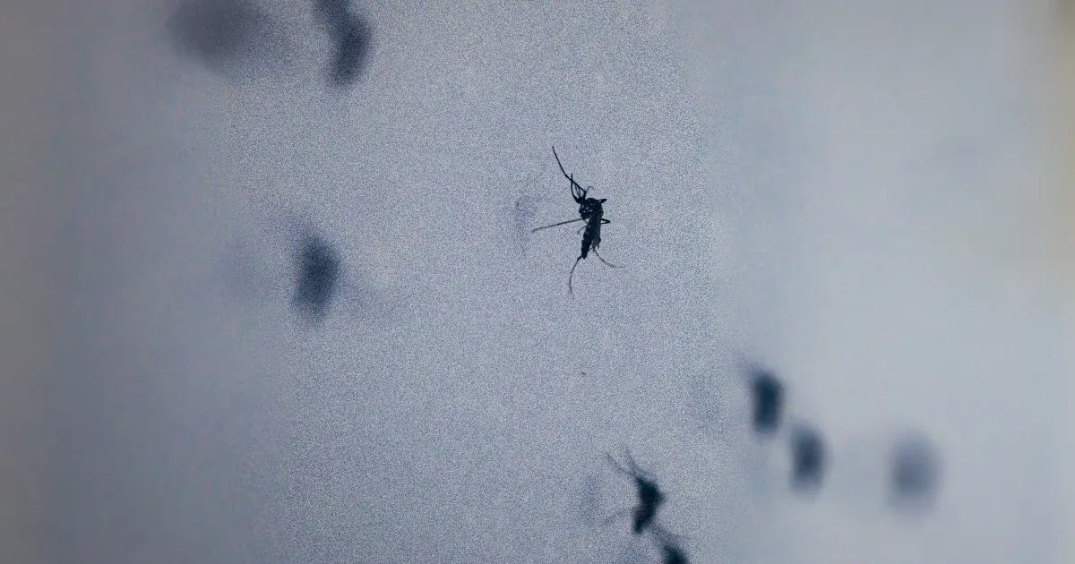 Egyre terjed a dengue-láz globálisan, az amerikai kontinensen jelentősen nőtt az esetszám