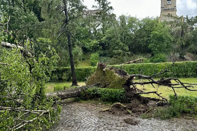 Hargita és Fehér megyében is fákat döntött ki a viharos szél
