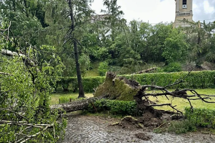 Hargita és Fehér megyében is fákat döntött ki a viharos szél