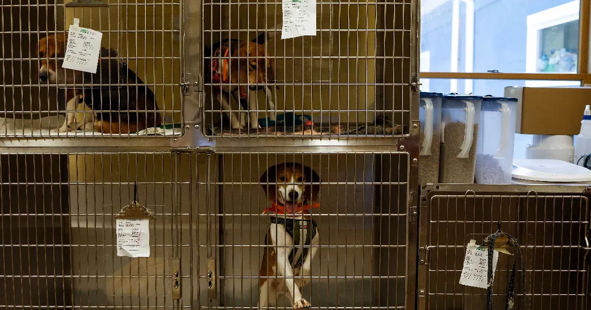 Rekordösszegű bírságot kapott az amerikai tenyésztőüzem, ahonnan 4000 beagle-t mentettek meg