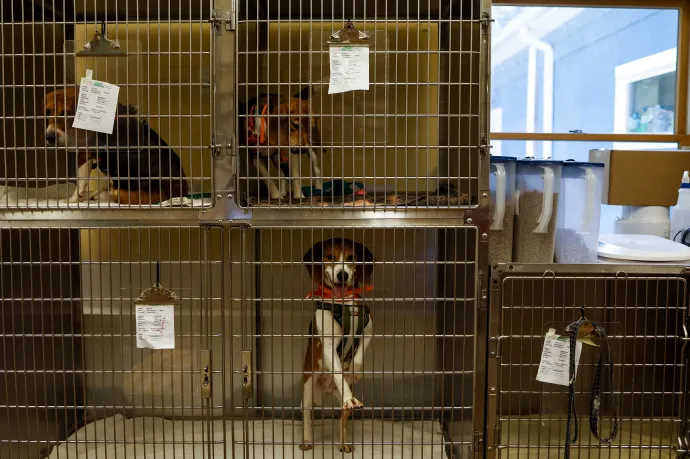 Rekordösszegű bírságot kapott az amerikai tenyésztőüzem, ahonnan 4000 beagle-t mentettek meg