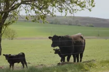 Veszélyben „az erdélyi Hortobágy” biodiverzitása, külföldi cégek nagyipari mennyiségben vásárolják fel a földeket