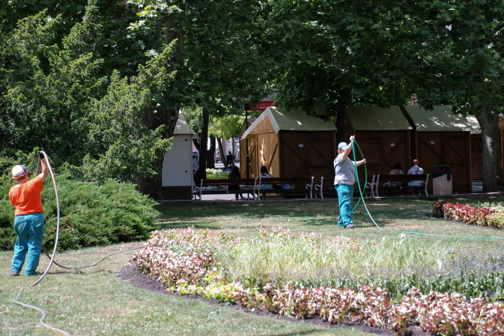 Elpusztulnak a városi növények Szegeden a száraz levegő és a hőség miatt