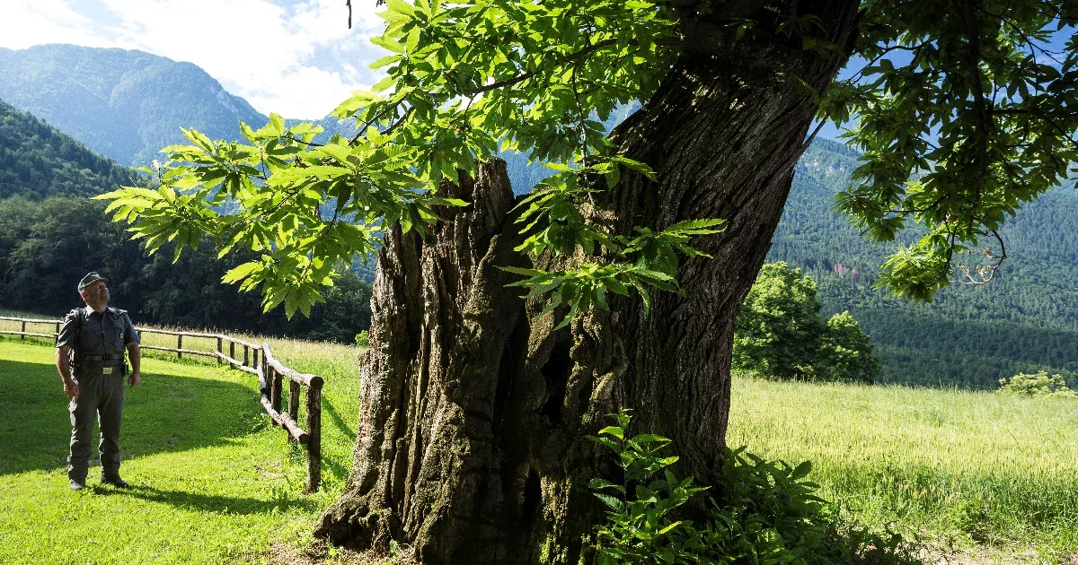 A világháború miatt lett tele a Dolomitok vidéke csodás gesztenyeligetekkel