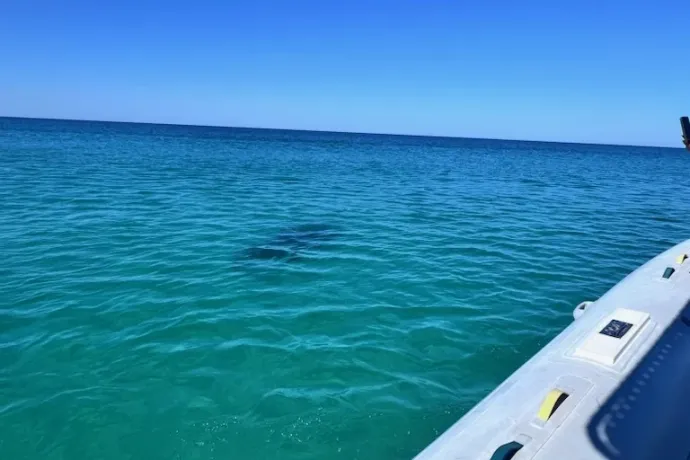 Pár órán belül három fürdőzőt is cápák támadtak meg Florida partjainál