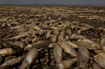 Kiszáradt egy lagúna Mexikóban, több ezer haltetem borítja a medrét