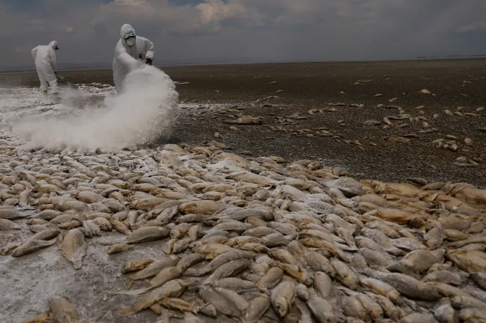 Önkormányzati munkások meszet szórnak az elpusztult halakra, hogy csökkentsék a bűzt a Bustillos-lagúna kiszáradt medrében 2024. június 7-én – Fotó: Jose Luis Gonzalez / Reuters