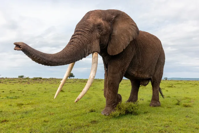 Olyan jó az elefántok orra, hogy még kenyai törzseket is meg tudnak különböztetni egymástól