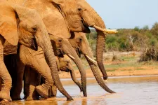 Néven szólítják egymást az elefántok