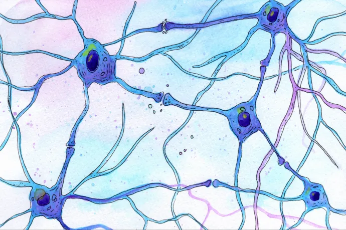 Magyar idegkutatók a világon elsőként tudták egyetlen idegsejt-szinapszis működését vizsgálni