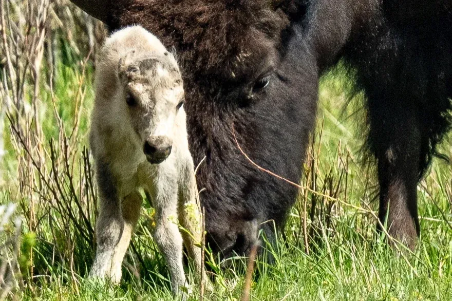 Harminc év után először újra fehér bölényborjú született a Yellowstone Nemzeti Parkban